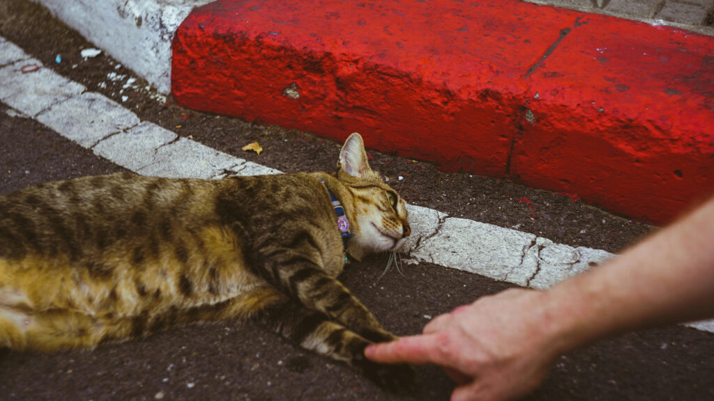 Do Istanbul Cats Have Rabies? Insights into Feline Safety