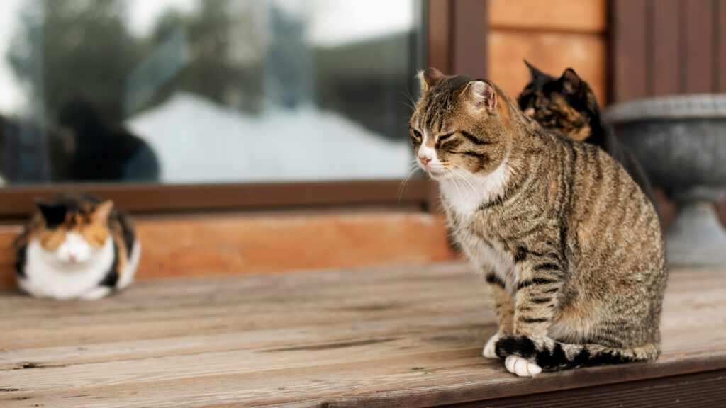 Do Istanbul Cats Have Rabies? Vaccination Programs Explained