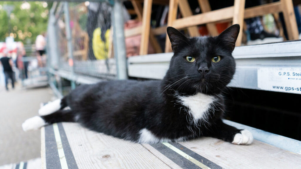 Understanding Rabies Risks in Istanbul’s Street Cats