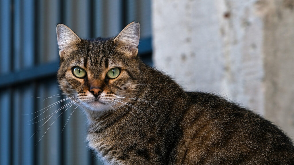 Cats in Istanbul's Historic Streets