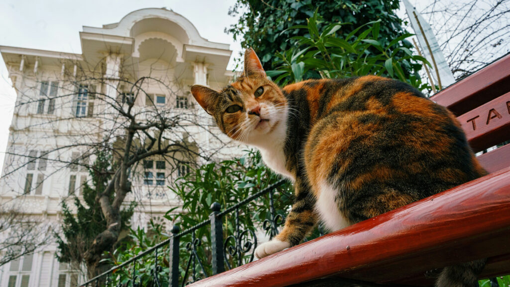 Community Cats in Istanbul Parks