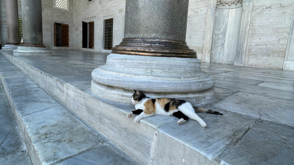 Feeding Cats in Istanbul's Neighborhoods