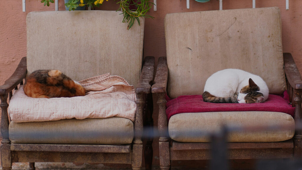 Istanbul Cats and Their Unique Shelters